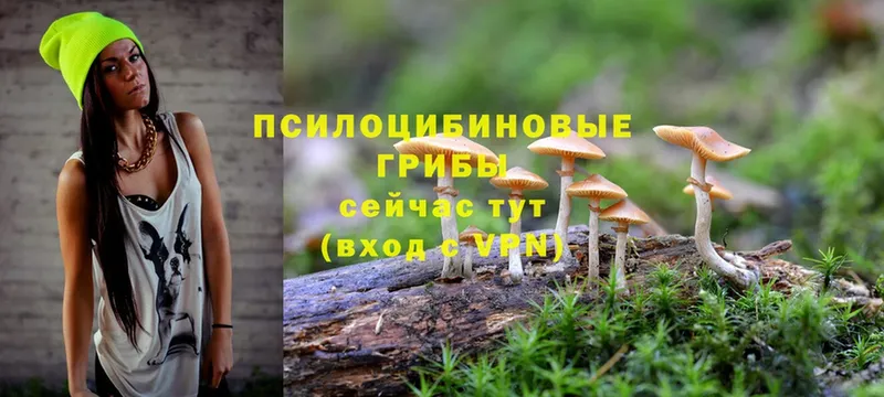 Галлюциногенные грибы MAGIC MUSHROOMS  MEGA как войти  Избербаш  где купить наркоту 